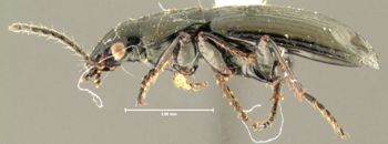 Media type: image;   Entomology 31306 Aspect: habitus lateral view